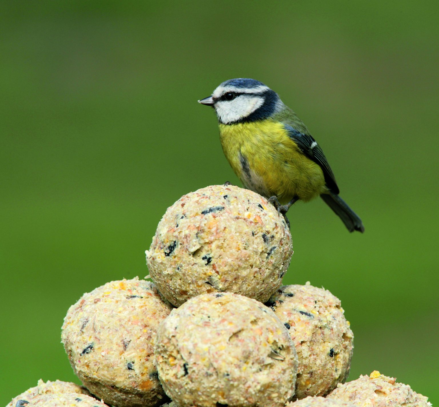 Peckish Natural Balance 50 Energy/Suet/Fat Balls for Wild Birds