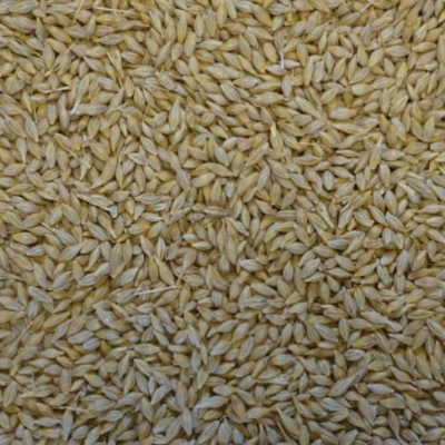 Castle Whole Barley 25kg